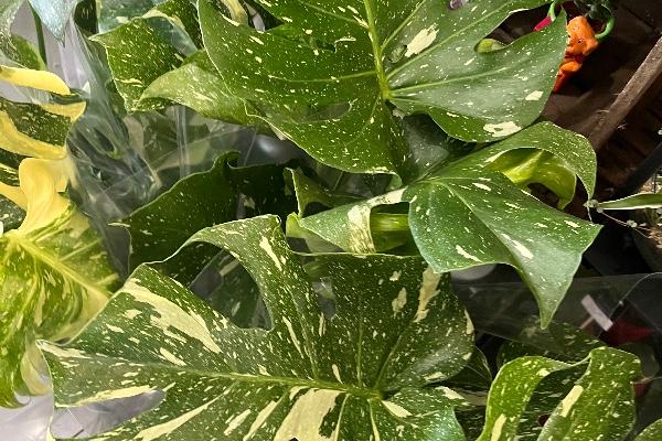 Plantes vertes original 