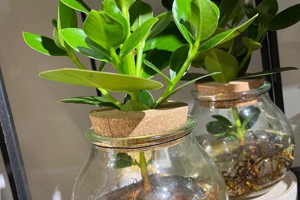 Plantes vertes original 