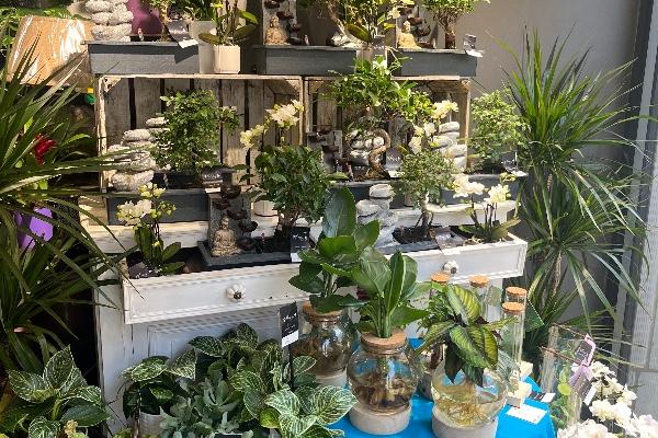 Plantes vertes original 
