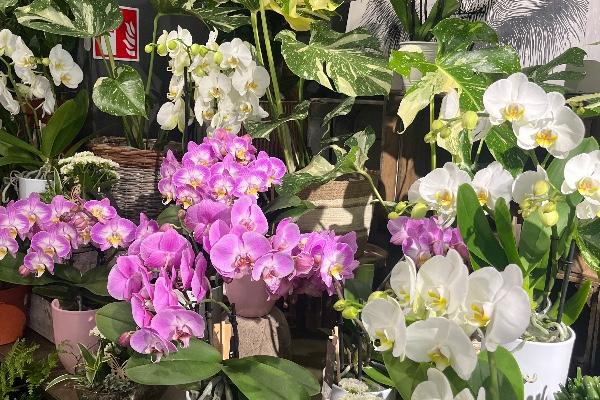 Orchidée 