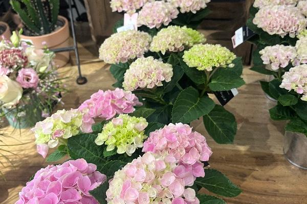 Hortensias  pastel nivelles Brabant wallon 
