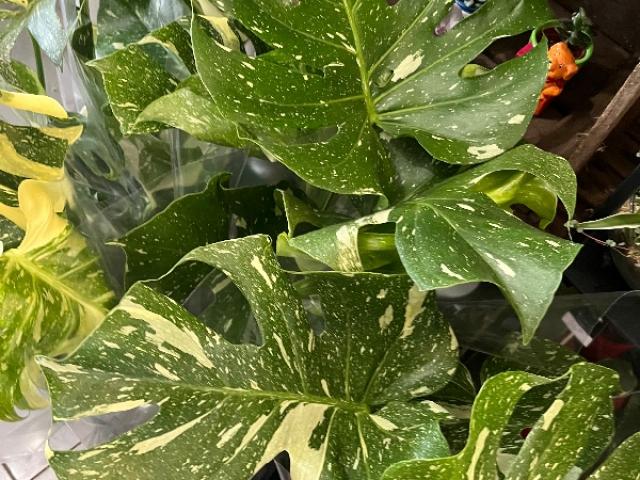 Plantes vertes original 
