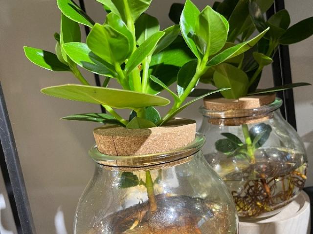 Plantes vertes original 