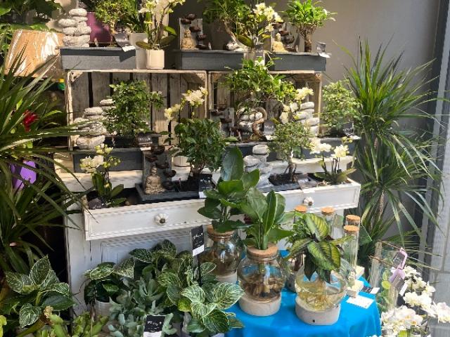 Plantes vertes original 