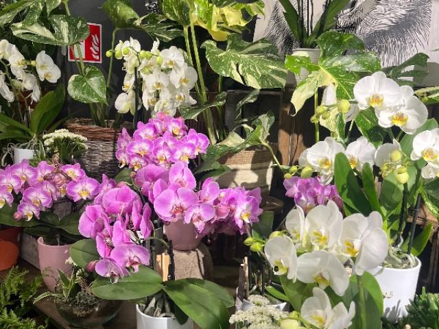 Orchidée 