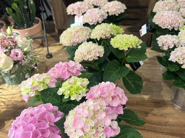 Hortensias  pastel nivelles Brabant wallon 