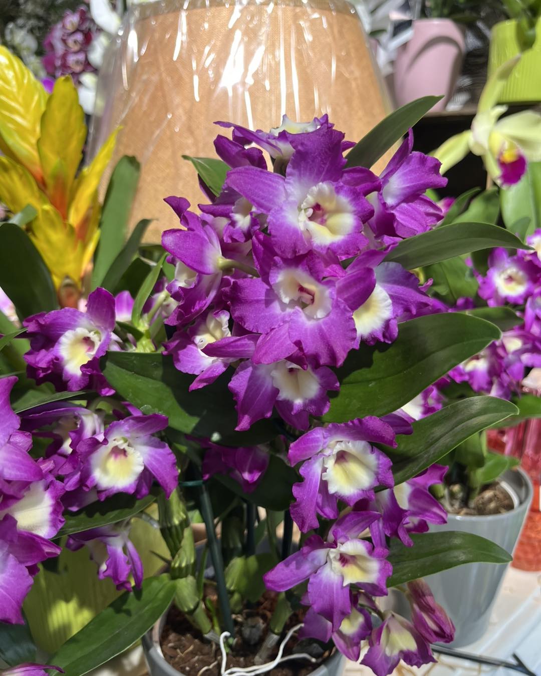 Fleurs en mauve